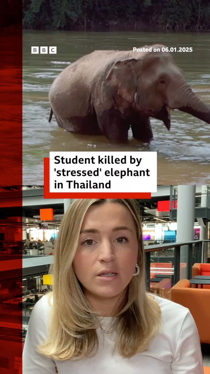 'Stressed' elephant gores Spanish tourist to death in Thailand. #Thailand #Elephant #Shorts #BBCNews