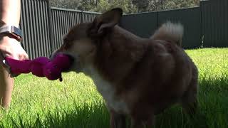 Kayla recommends Zylkene® to help dogs stay calm