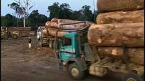 Monitoring Cameroon’s Forests| What is the IFM? (Part 1)| Global Witness