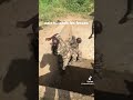 Entraînement Militaire Au Cameroun mp3