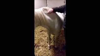 Equisolv - Head Shy Case Study