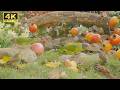 Videos for Cats to Watch: Birds, Squirrels, and Critters (6 HOURS)