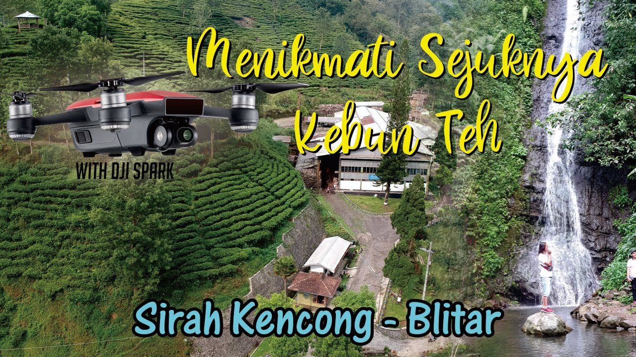 Perkebunan Teh Sirah Kencong Blitar Perkebunan Teh Sirah Kencong Blitar