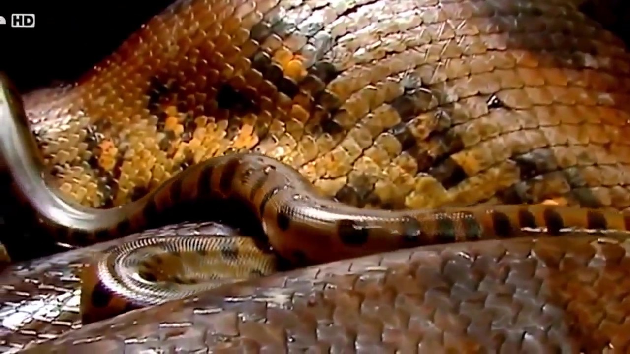 Anaconda - National Geographic Animals - YouTube