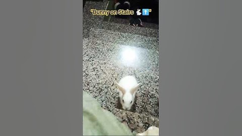 👉 "Cute Rabbit Climbing Stairs 🐇 | Funny Bunny Shorts" #shorts #shortsfeed #rabbit #bunny #cute