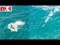 Great white shark eats the live bait. Insane surface strike on live baits from King Fish.