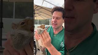 Always stay alert ‼️ or this could happen.. #onlyinflorida #viral #fyp #squirrel #frenchkiss #asmr