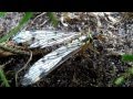 Skorpionsfliege, ein seltener Gast in unserem Garten
