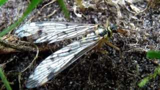 Skorpionsfliege, ein seltener Gast in unserem Garten