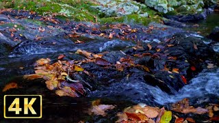 【自然音】心地よい川の音と落ち葉の映像でリラックスする75分（4K HDR）