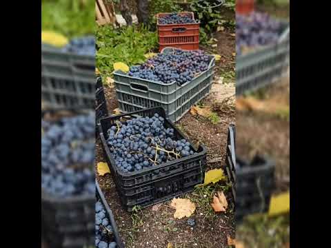 Гроздобер на асма Grape Harvesting Kustendil