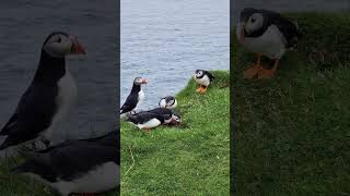 Guided puffin tours in Mykines