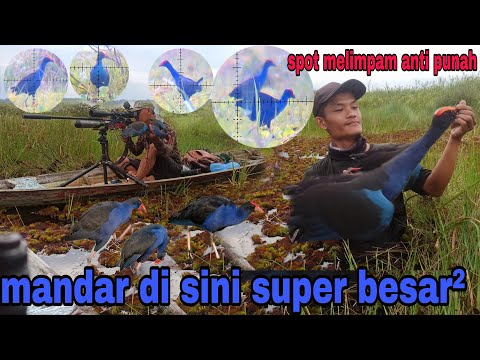 Ternak burung mandar biru dan burung pelung
