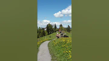 It Had To Be You In Rigi Seebodenalp Switzerland 