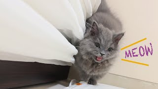 Cute kitten meows loudly for the first time