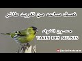 نصف ساعه من تغريد طائر حسون الشوك الطرنجان النعاري خالي من الأخطاء 