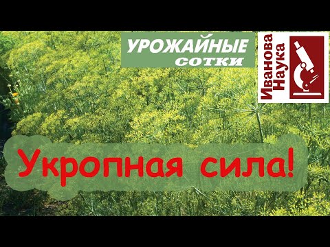 ОЗДОРОВЛЕНИЕ огорода УКРОПОМ! Как вырастить отличный укроп и извлечь из него максимум пользы.