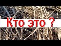 КТО ЭТО? Повелитель травы Короткие видео о животных