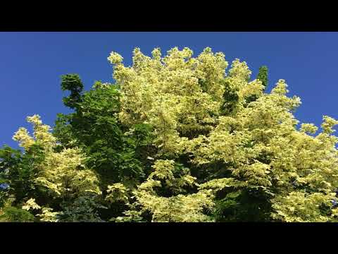 Video: Norway Maple 