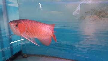 Huyết bạch ngọc