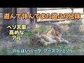のんほいパーク 遊んで休んでまた遊ぶ3兄妹 ヘソ天率高めのアル The Three Siblings 【English Subtitles】Earth-family-Toyohashi Zoo