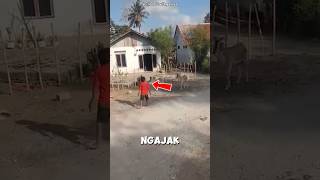 adek sok jago malah disruduk kambing 😱😂 #shorts #viralvideo #viralshorts