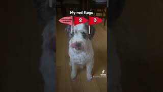 My red flags I guess  #dog #puppy #rocket #redflags #schnoodle #cute #funny