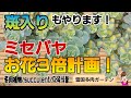 斑入りもやります！ミセバヤお花３倍計画/これで秋にはモリモリです♡　2026年5月21日　#雪国で育てる多肉 ♯お花３倍計画 ＃ガーデニング
