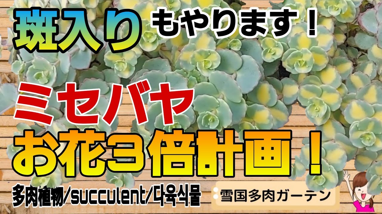斑入りもやります！ミセバヤお花３倍計画/これで秋にはモリモリです♡　2026年5月21日　#雪国で育てる多肉 ♯お花３倍計画 ＃ガーデニング