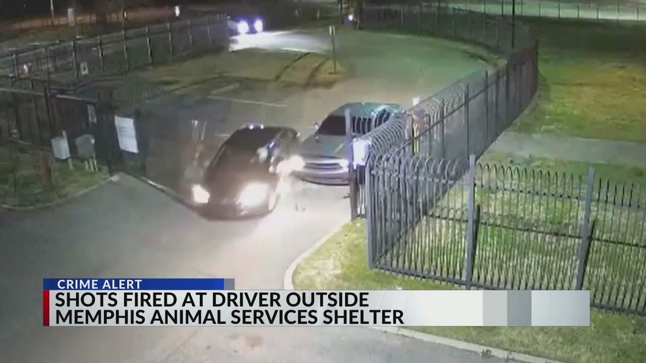 Driver being shot at crashes into Memphis animal shelter gate YouTube