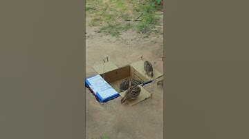 Best Effective Quail Trap Processing Using Cardboard Box #birdtrap #shortvideo #youtubeshorts