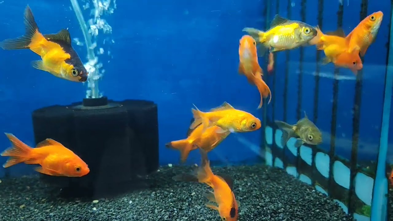 Tropical fish at pet store - Amazing fish