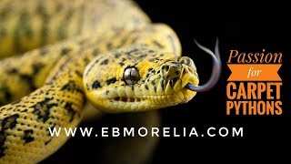 The Carpet Python Complex Overview