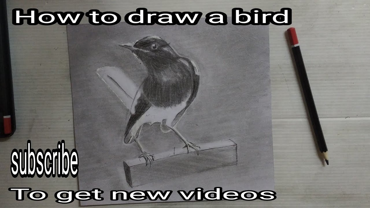 how to draw a bird YouTube
