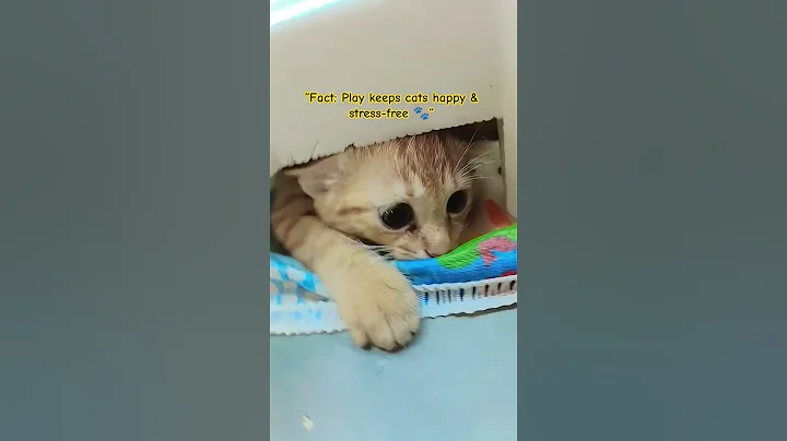 Video 10765011: adorable white persian cat, persian cat meets, cutest persian cat, royal