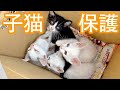 【保護子猫】その時先住のシニア猫アントンは？ / I found the kittens abandoned and took them home./#001