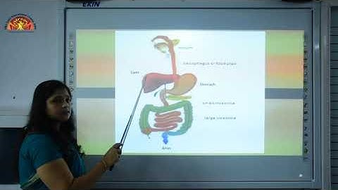 Class 4 Science Ch 2 Teeth and Digestive System