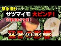 【地球沸騰時代到来！】気象変動の影響で、畑に植わっているサツマイモにある問題が発生してきます...　タネのハシモト