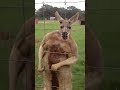 Kangaroo Fight Incredible Muscle Strength If You See A Kangaroo In Front Of You You Must Run
