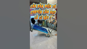 Cân sàn điện tử cân heo là gì ? Tại sao không nên dùng cân đồng hồ để cân heo ? #shorts #trending