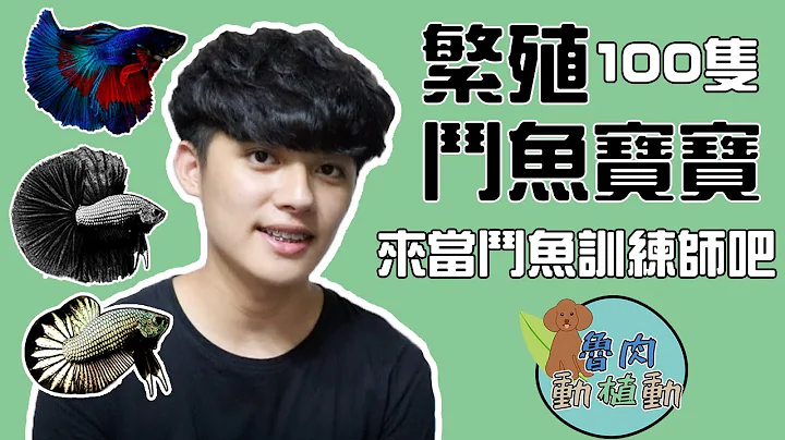 什麼！竟然繁殖上百隻鬥魚？ - 天天要聞