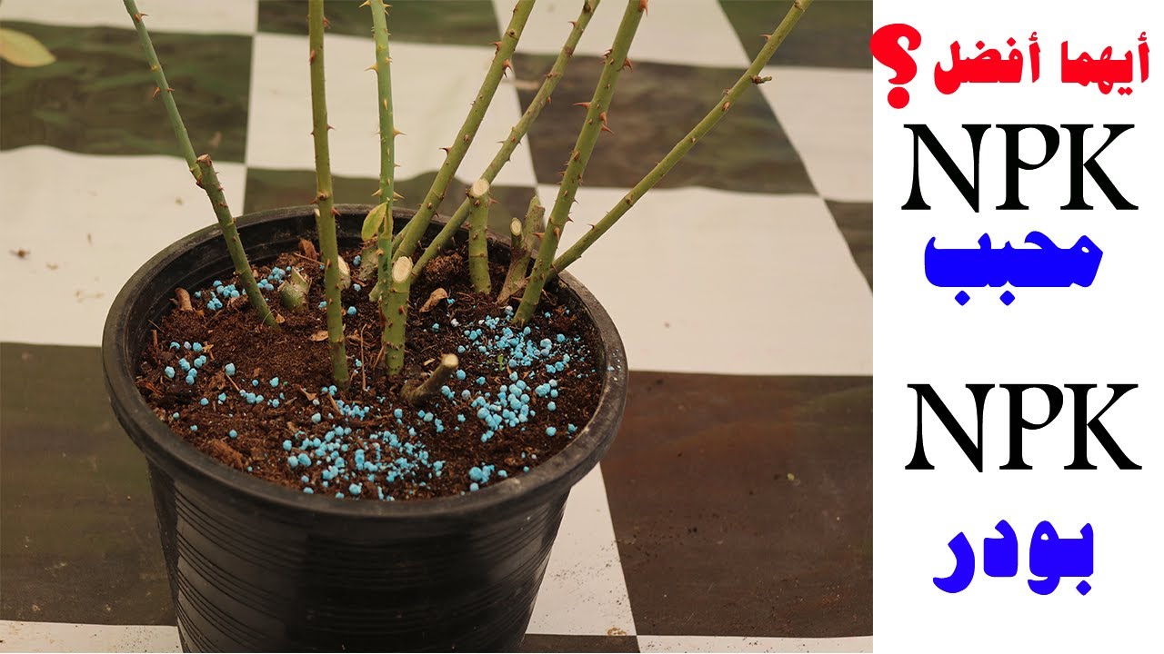 سماد NPK, اسهل طريقة لتسميد النباتات بسماد NPK ايهما افضل سماد NPK محبب, سماد NPK بودر, عالم الزراعة