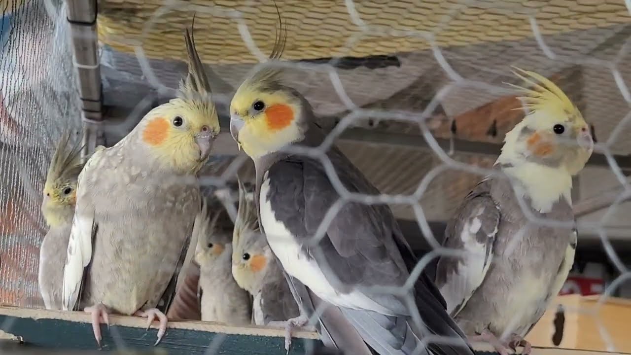 Calopsitas🦜🦜Que cantam🎼 e assobia😚