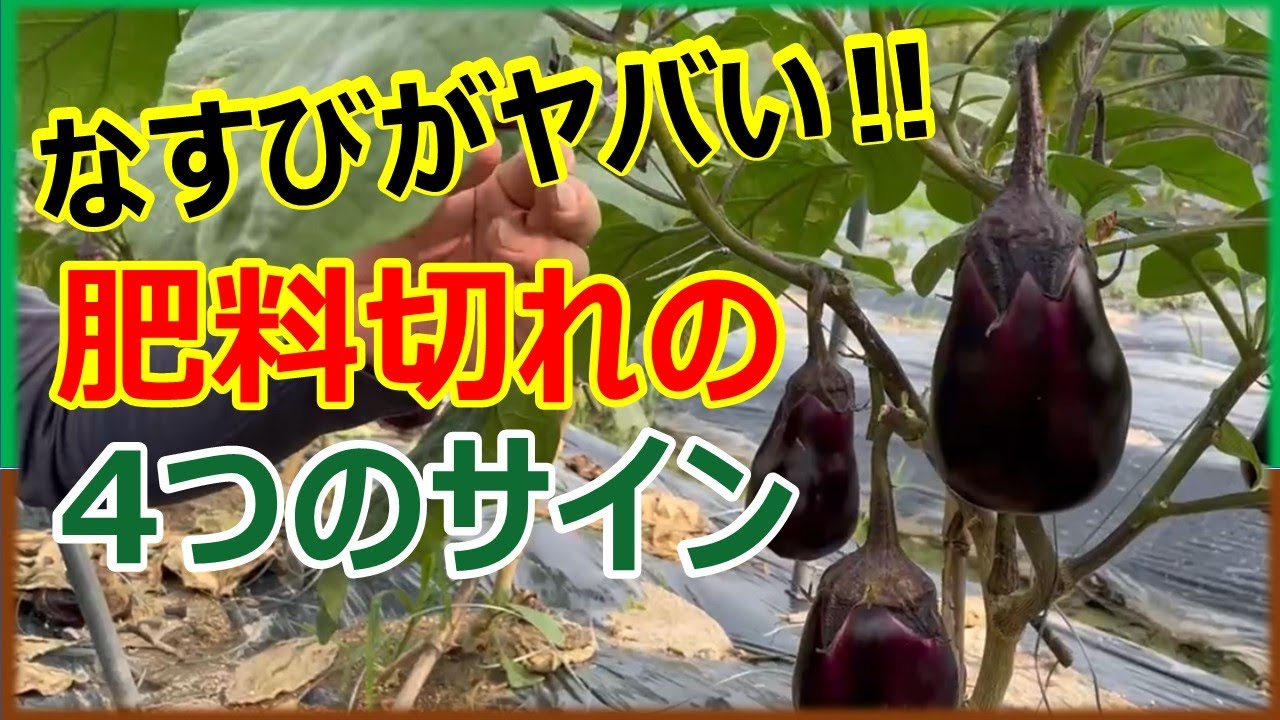 れびなす なす | VEGESH TOKYO