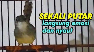 cukup sekali putar ciblek mana yang tidak emosi dengan pancingan ciblek gacor ini.