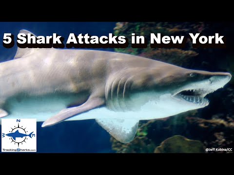 Five Shark Attacks in New York