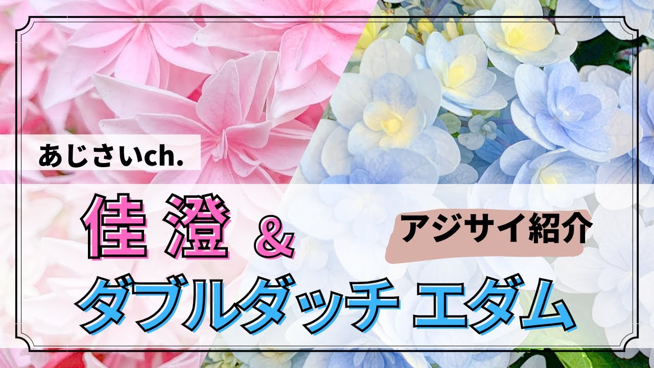 アジサイ紹介】ダブルダッチエダム ＆ 佳澄 - YouTube