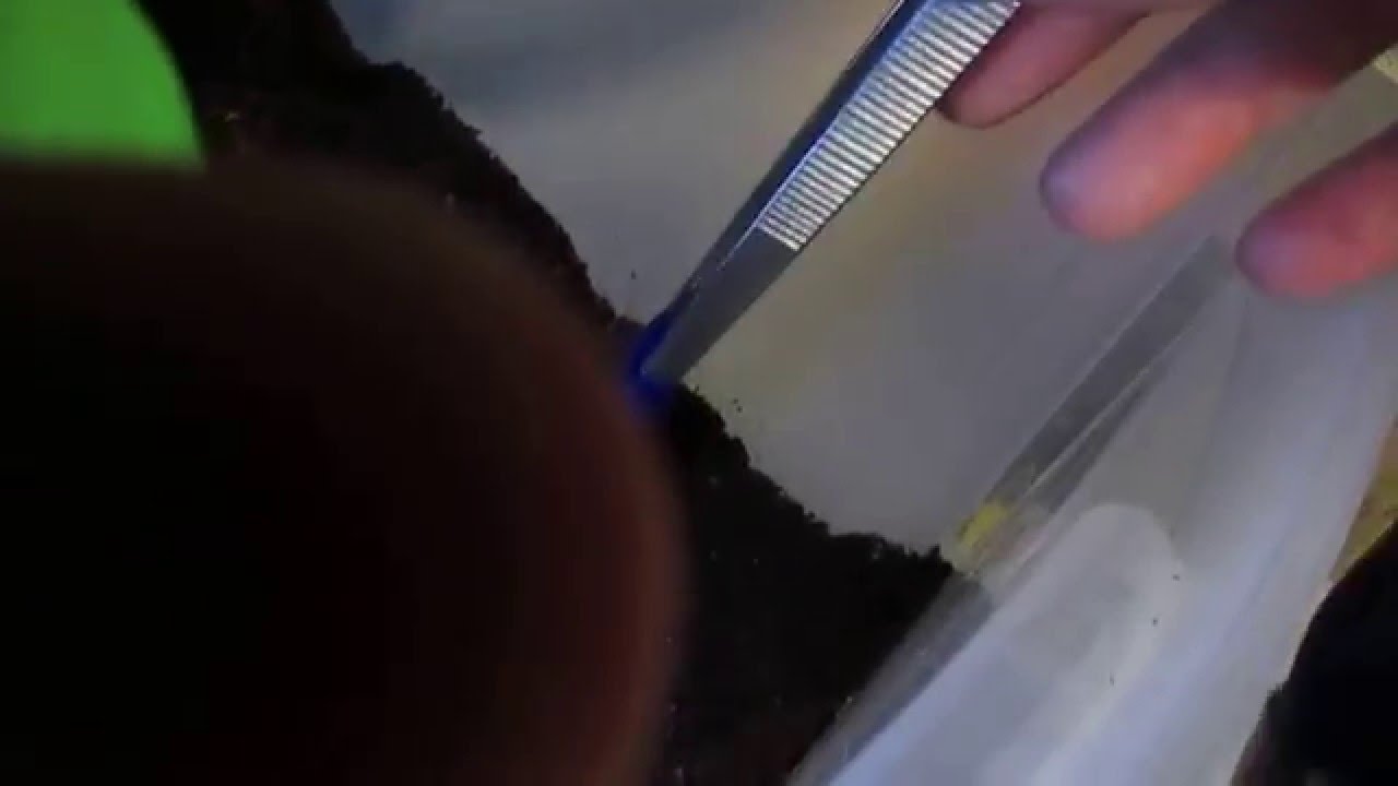 video phone beyonce mp3 father and son feeding update