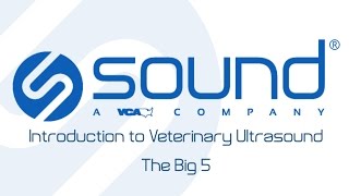 Introduction to Veterinary Ultrasound Scanning the Liver Section 01 Sound