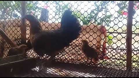 Saib me nyuam qaib qus txuam tom 2